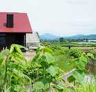 杉とレンガのナチュラルで健康的な「羊蹄山... 北海道の田園にある赤い屋根と黒い外壁の家