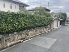 いちばん最初の施工前の敷地の様子です。古くしっかりした石積みの上に中が見えない生け垣が続く少し重厚な印象でした。生け垣の奥には既存建物が見えています いちばん最初の施工前の敷地の様子です。古くしっかりした石積みの上に中が見えない生け垣が続く少し重厚な印象でした。生け垣の奥には既存建物が見えています