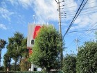 埼玉県川越市伐採工事　カシの木伐採　高木の伐採