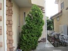 埼玉県ふじみ野市伐採工事　コニファーの伐採　倒れてしまった植木