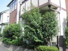 施工実績-埼玉の植木屋　造園　剪定 埼玉県新座市庭木剪定工事　お庭のお手入れ