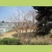 施工実績-埼玉の植木屋　造園　剪定