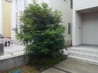 埼玉県鶴ヶ島市庭木剪定工事　シマトネリコ剪定　作業前