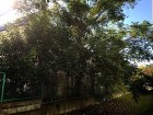 施工実績-埼玉の植木屋　造園　剪定 埼玉県東松山市伐採工事　雑木