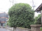 埼玉県さいたま市庭木剪定工事　キンモクセイの剪定