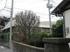 施工実績-埼玉の植木屋　造園　剪定 埼玉県さいたま市庭木剪定　キンモクセイの...