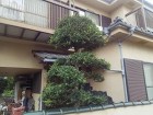 埼玉県富士見市庭木剪定工事　ツゲの剪定