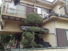 埼玉県富士見市庭木剪定工事　ツゲの木の剪定　作業後
