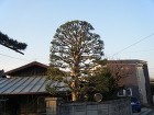 埼玉県志木市庭木剪定工事　ヤマモモの剪定　作業後