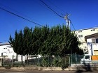 埼玉県東松山市庭木剪定工事　カイヅカの剪定