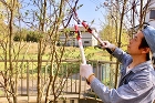 荒れた庭をどうにかしたい！庭木を減らして... wp-content/uploads/sentei.jpg