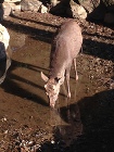生駒の家2 1年点検と奈良公園。 | 堺... IMG_2300