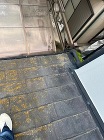 コケの発生は屋根リフォームのタイミングであることを示している