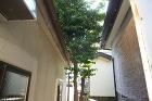 施工事例|個人邸伐採(施工前) 施工事例|個人邸伐採(施工前)