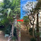施工例・お客様の声｜【造園・植木・剪定】... 庭の剪定＆伐採の作業前と作業後