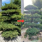 施工例・お客様の声｜【造園・植木・剪定】... 五葉松の手入れの剪定前と剪定後