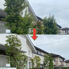 住宅地の庭での剪定作業前と作業後 住宅地の庭での剪定作業前と作業後