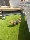 北欧風エクステリアで愛犬とのんびりライフ... /wp-content/uploads/2025/03/DJI_20230522_102609_014-504x672.jpg