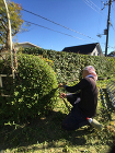 滋賀/庭木の剪定をプロの庭師に相談するな... 庭園管理・剪定｜T邸（滋賀県大津市）