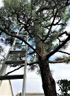 庭園管理・剪定｜京町家（京都市） wp-content/uploads/2018/11/1sentei-705x960.jpg