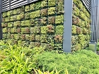 壁面緑化が福島で注目される理由と効果とは... 壁面緑化