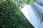 壁面緑化が福島で注目される理由と効果とは... 壁面緑化