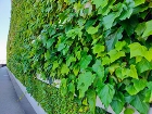 壁面緑化が福島で注目される理由と効果とは... 壁面緑化