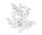 花いろいろ | CAD-DATA.com 花いろいろ