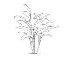 植栽(クロトン) | CAD-DATA.... 植栽(クロトン)