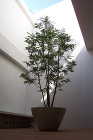 家谷植景研究所【施工例：阿倍野】 施工例【阿倍野】
