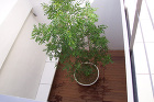 家谷植景研究所【施工例：阿倍野】 施工例【阿倍野】