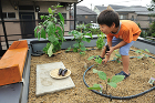 自宅菜園屋上緑化「雨水利用の家」 | 建...