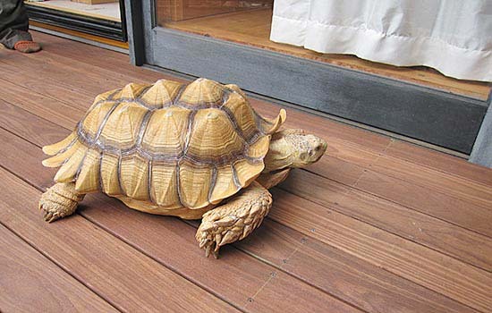 かめさんのためのウッドデッキ２