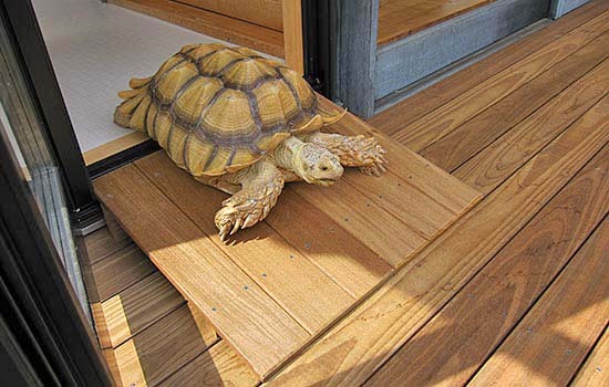 かめさんのためのウッドデッキ４