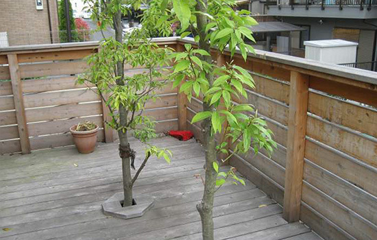 サイプレス材経年変化＿ウッドデッキ塗り替え前