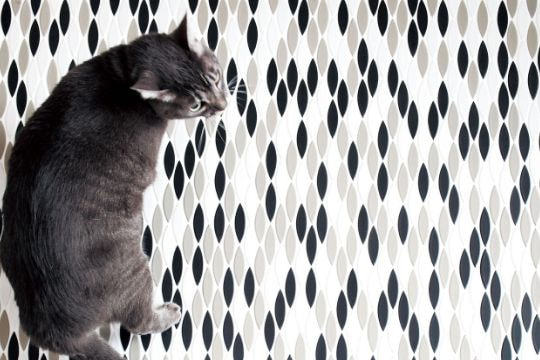 パフュームラインキャッツアイへリンク