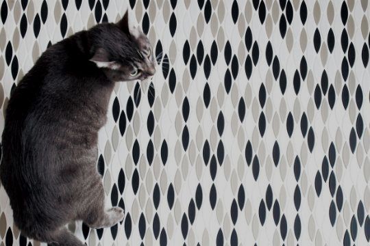 パフュームラインキャッツアイへリンク