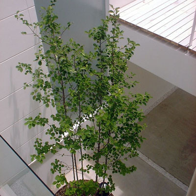 Sz-residence 2004 - ...