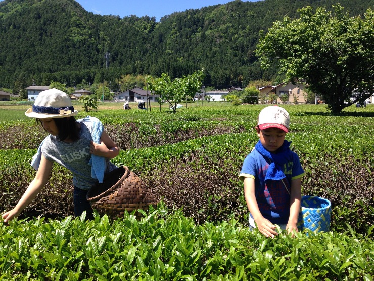 茶摘み