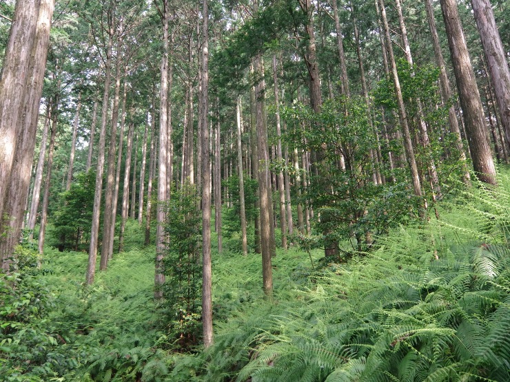 住む家で使う木材産地を選ぶ - 木の家(...