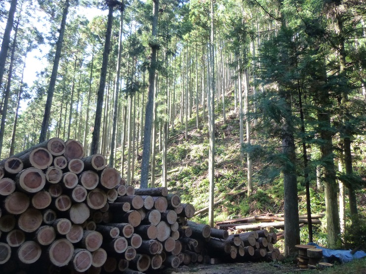 住む家で使う木材産地を選ぶ - 木の家(...