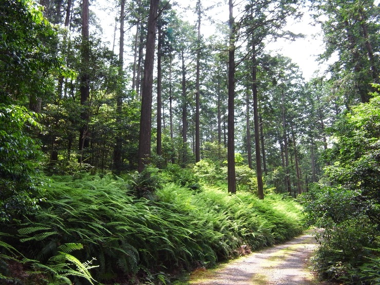 住む家で使う木材産地を選ぶ - 木の家(...