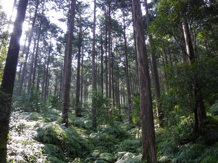 住む家で使う木材産地を選ぶ - 木の家(...