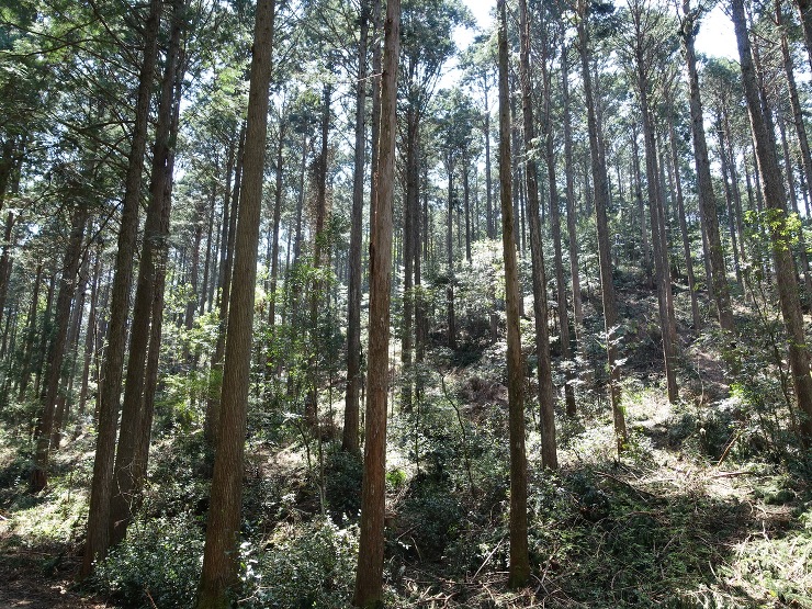 住む家で使う木材産地を選ぶ - 木の家(...