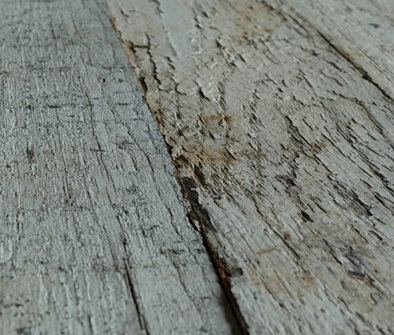 Fence Wood White | P...