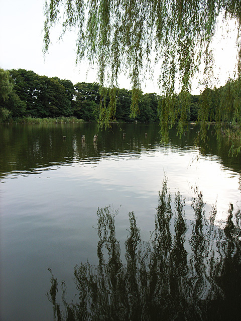 杉の床板の清楚な住宅　村上建築設計室