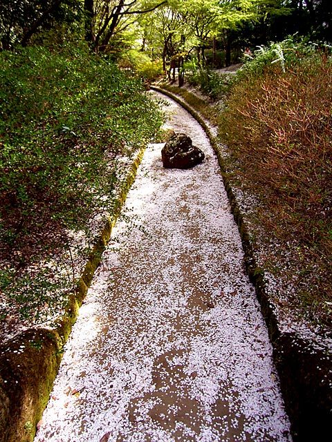 光が丘のサクラハウス（北欧の家のような明るい家）　村上建築設計室