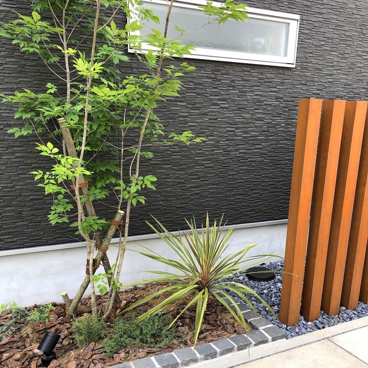 玄関先に植えたアオダモ