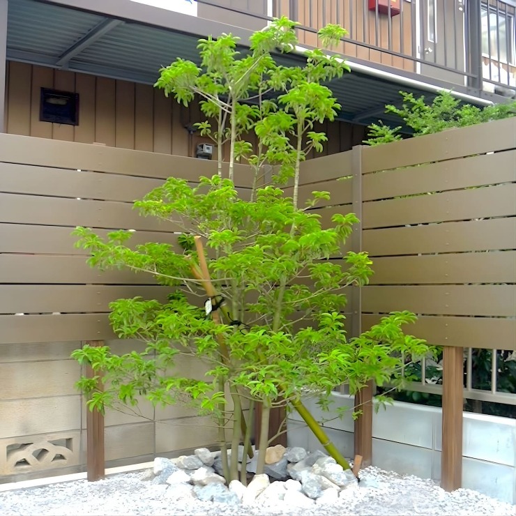 樹形が美しい株立ちのソヨゴ