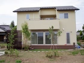 広い庭に桜ソメイソシノを植えました